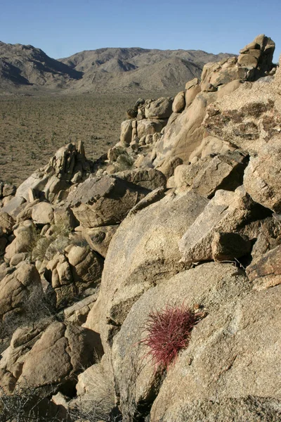 Ferocactus cylindreus bland stenarna, kaktusar med röda Taggar — Stockfoto