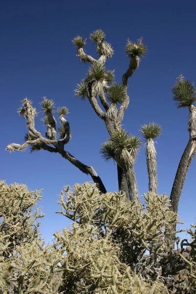 Многие ветви Joshua Tree Yucca Brevifolia Mojave Desert Joshua — стоковое фото