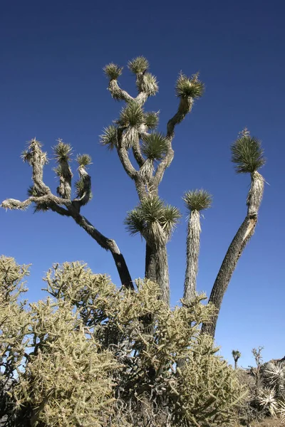 Joshua Tree Landscape Yucca Brevifolia Mojave Desert Joshua Tree National — Stock Photo, Image