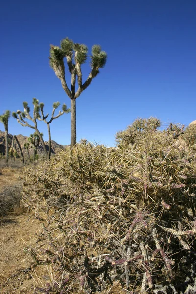 Joshua Baum Landschaft Yucca Brevifolia Mojave Wüste Joshua Tree Nationalpark — Stockfoto