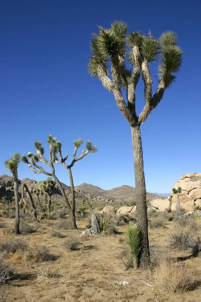 Joshua Tree Landscape Yucca Brevifolia Mojave Desert Joshua Tree National — Stock Photo, Image