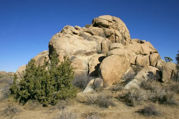 Many Branches Joshua Tree Yucca Brevifolia Mojave Desert Joshua — Stock Photo, Image