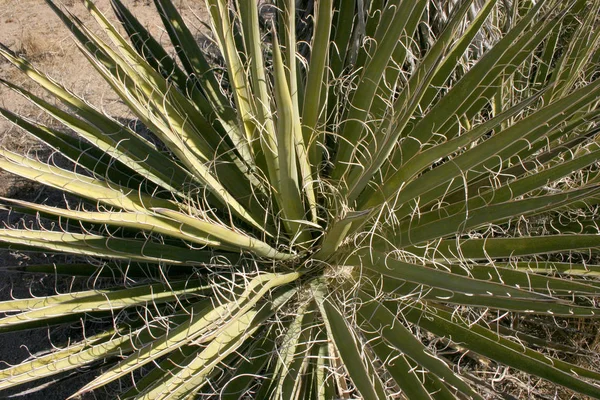 Nolina Beargrass κρυμμένη κοιλάδα τοπίο έρημο Mojave Joshua — Φωτογραφία Αρχείου