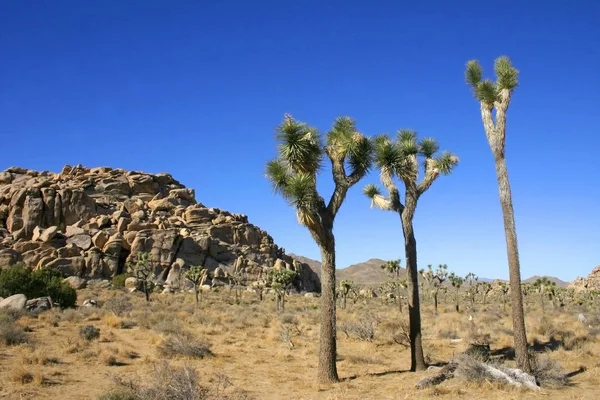 Joshua Tree Landscape Yucca Brevifolia Mojave Desert Joshua Tree National — Stock Photo, Image
