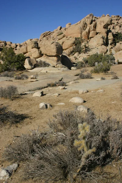 Ugrás Cholla kaktusz mező a Joshua Tree National Park, Califo — Stock Fotó