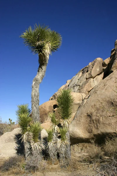California Paisaje Yuca Brevifolia Mojave Desierto Joshua Tree Parque Nacional — Foto de Stock