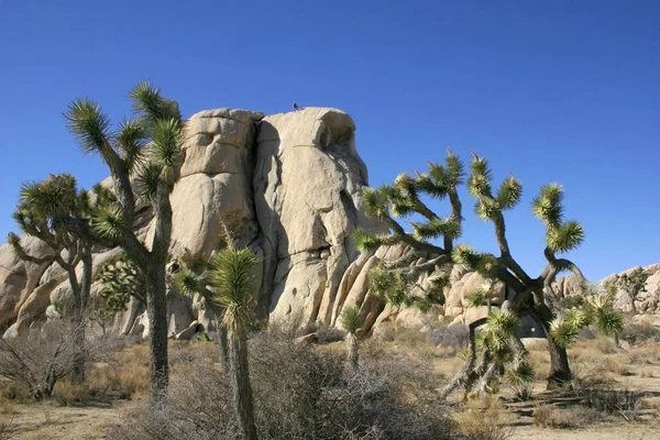 Многие ветви Joshua Tree Yucca Brevifolia Mojave Desert Joshua — стоковое фото