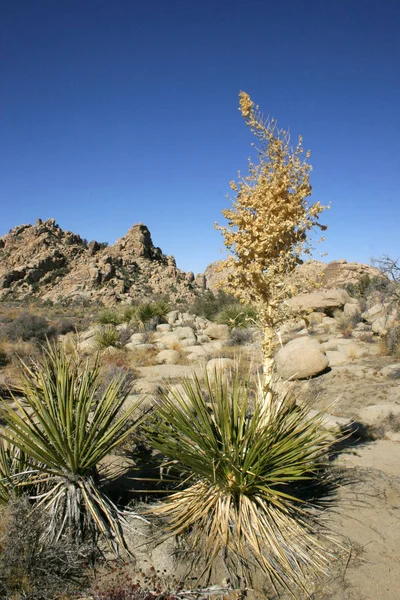 Yucca Nolina Beargrass Скрытая долина Пейзаж Mojave Desert Jos — стоковое фото