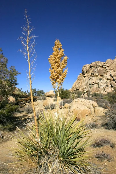 Yucca Nolina Beargrass Vadisi Manzara Mojave Çölü Jos Gizli — Stok fotoğraf