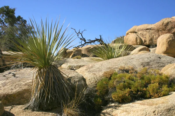 Joshua Tree Paisaje Yucca Brevifolia Mojave Desierto Joshua Tree —  Fotos de Stock