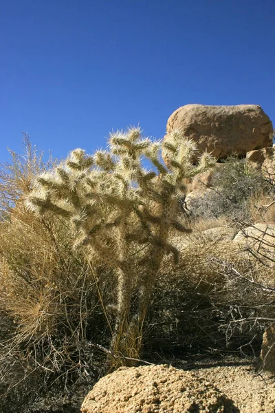 Yucca Nolina Beargrass Скрытая долина Пейзаж Mojave Desert Jos — стоковое фото