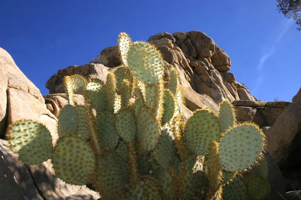 Rock Climb Hidden Valley Big Rocks Prickly Pear Cactus Mojave — Fotografia de Stock