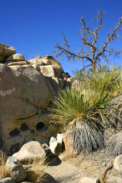 Joshua Tree landskap Yucca Brevifolia Mojave öknen Joshua Tree — Stockfoto