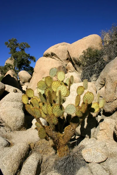 Скалолазание Скрытая Долина Большие Скалы Prickly Pear Cactus Mojave Desert — стоковое фото