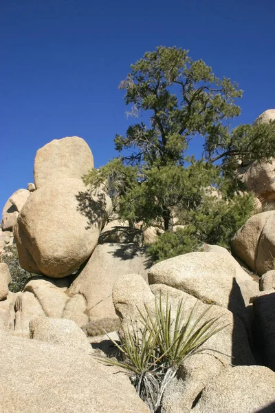 Джошуа дерева краєвид юку Brevifolia Mojave пустеля Джошуа дерева — стокове фото