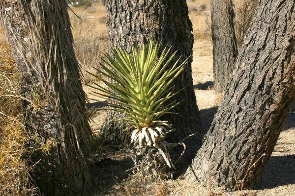 Джошуа дерева краєвид юку Brevifolia Mojave пустеля Джошуа дерева — стокове фото