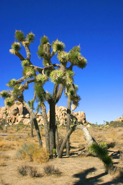 Joshua Tree Landscape Yucca Brevifolia Mojave Desert Joshua Tree