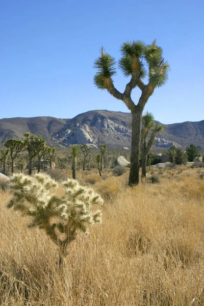 Joshua baum landschaft yucca brevifolia mojave wüste joshua baum — Stockfoto