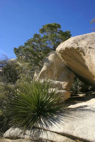 Джошуа дерева краєвид юку Brevifolia Mojave пустеля Джошуа дерева — стокове фото