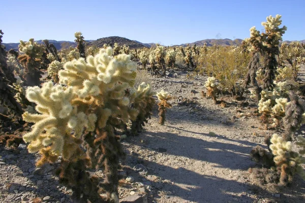 Cholla Cacti Ajo Mountains Organ Pipe Cactus National Monument Аризона — стоковое фото