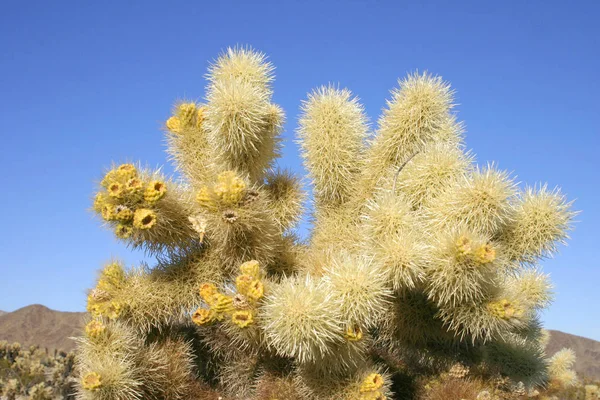 Jardin Cholla Cactus Dans Parc National Joshua Tree — Photo