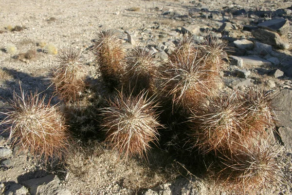 Grupp av kaktusar bland stenar Echinocereus engelmanii, Joshua Tree — Stockfoto