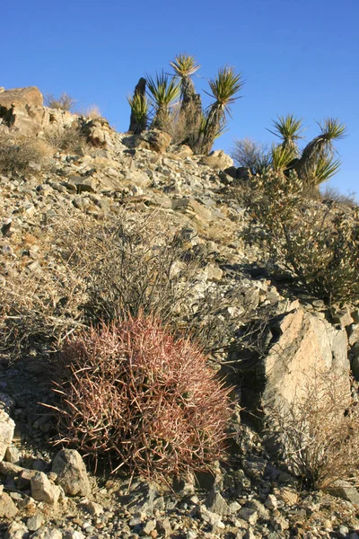 Echinocactus Polycephalus Cottontop Cactus Månghövdade Fat Cactus Mojave Öknen Joshua — Stockfoto