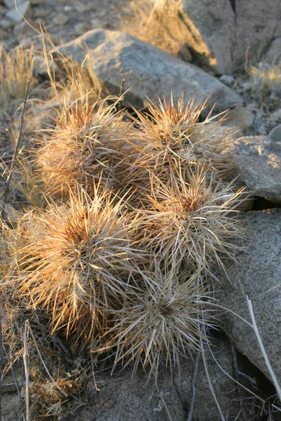 Grupp av kaktusar bland stenar Echinocereus engelmanii, Mojave Dese — Stockfoto