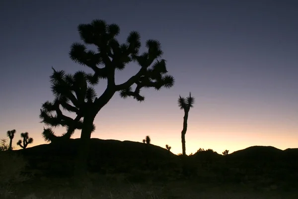 Rock klättra Joshua Tree stora stenar Yucca Brevifolia Mojaveöknen — Stockfoto