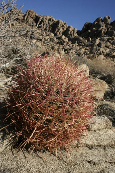 Ferocactus cylindreus entre as pedras, Cacti com espinhos vermelhos — Fotografia de Stock