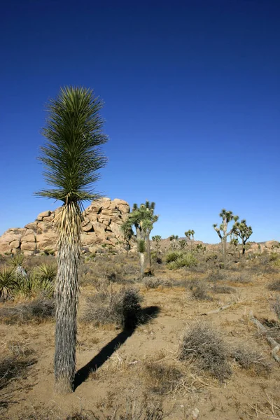 Joshua Tree Paisagem Yucca Brevifolia Mojave Deserto Joshua Tree National — Fotografia de Stock