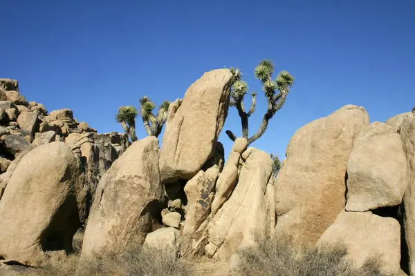 California Paisaje Yuca Brevifolia Mojave Desierto Joshua Tree Parque Nacional —  Fotos de Stock