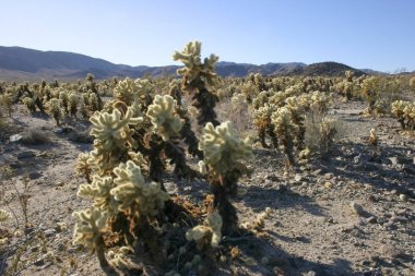 Cholla kaktüs garden joshua tree national Park