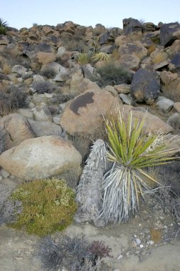 Maltepe Maltepe peyzaj Yucca Brevifolia Mojave çöl