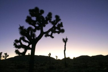 Kaya tırmanış Maltepe büyük kayaları Yucca Brevifolia Mojave Çölü 