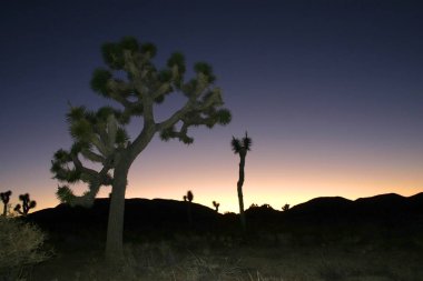 Joshua ağaç manzara Yucca Brevifolia Mojave Desert Joshua Tree National Park. California