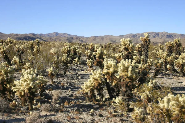 Jardin Cholla Cactus Dans Parc National Joshua Tree — Photo