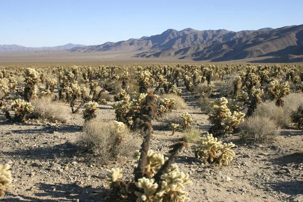 Cholla Cactus Giardino Nel Parco Nazionale Joshua Tree — Foto Stock