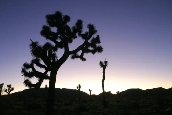 Ροκ ανόδου Joshua Tree μεγάλοι βράχοι Yucca Brevifolia έρημο Mojave — Φωτογραφία Αρχείου