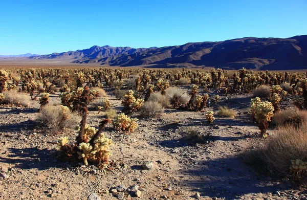 Cholla Cactus Dans Les Montagnes Ajo, Pipe D'orgue Cactus National Mo — Photo