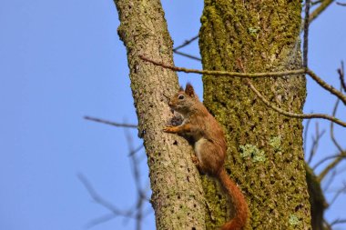 Ağaçtaki kırmızı Amerikan sincabı, Usa Ohio