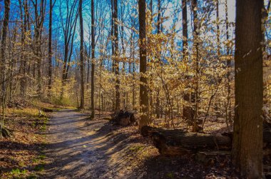 Sonbahar ormanı. Sarı yapraklar güneşte parlıyor. Cuyahoga Vadisi Ulusal Parkı, Ohio. Usa