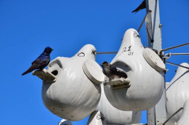 Kuşlar için yuva. Lorain Limanı, Ohio, ABD