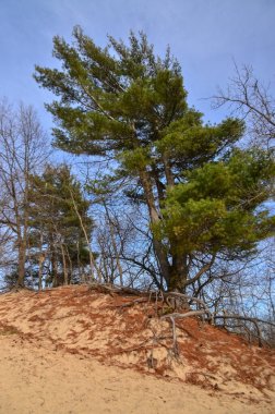 Kozalaklı bitkiler, kumların tepesindeki kumda büyüyen ağaçlar. Indiana Dunes Ulusal Lakeshore, Usa
