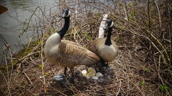 Kanada kazı (Branta canadensis). Erkek ve dişi kaz, New Jersey, ABD 'de ağaçların arasındaki bir adada yumurtalarla bir yuvada.