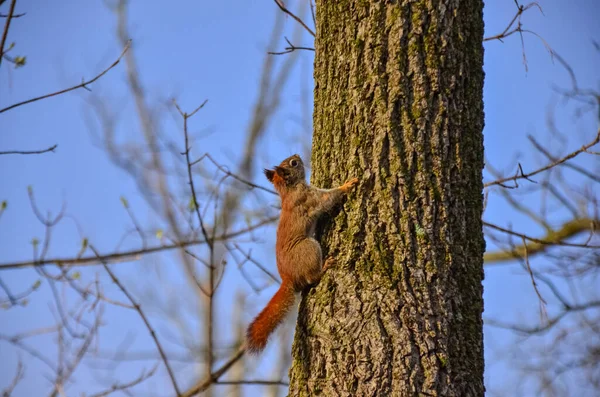 Κόκκινος Αμερικανός Σκίουρος Δέντρο Ούσα Οχάιο — Φωτογραφία Αρχείου