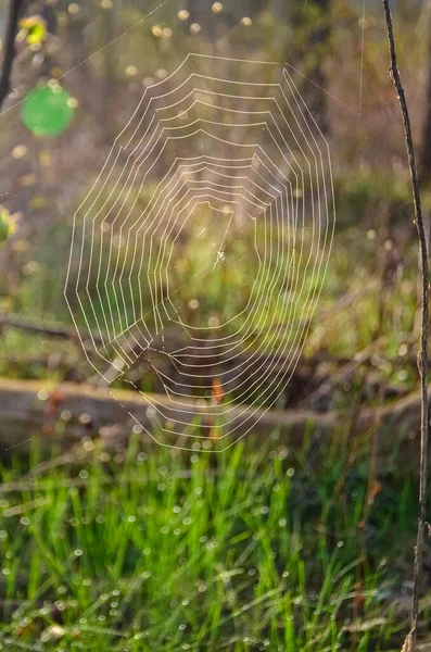 Uma Rede Redonda Teias Aranha Uma Floresta Contra Pano Fundo — Fotografia de Stock