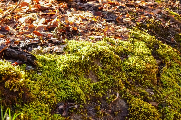 Moss Verde Uma Floresta Entre Folhagem Caída Parque Estadual Ohio — Fotografia de Stock