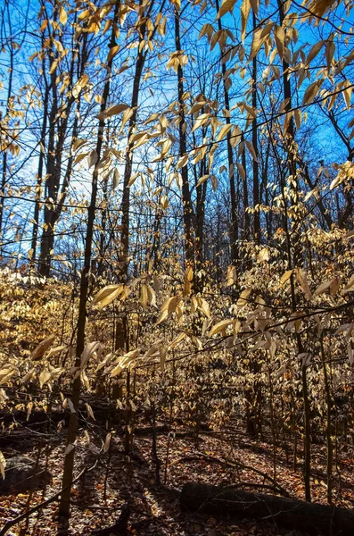 Bosque Otoñal Con Follaje Amarillo Que Brilla Sol Parque Nacional — Foto de Stock