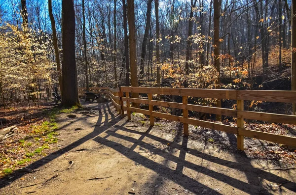 Bosque Otoñal Con Follaje Amarillo Que Brilla Sol Parque Nacional — Foto de Stock